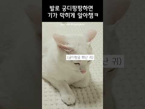 고양이도 푸대접 받는거 싫어함