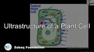 Ultrastructure of a Plant Cell