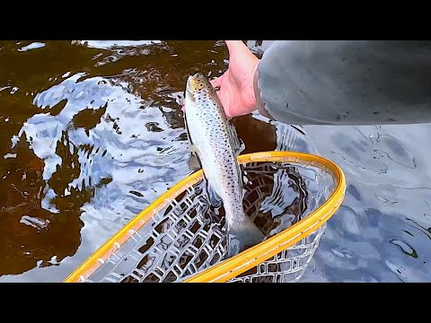 Seatrout and Brown Trout on River Doon Ayrshire Scotland 01:09:23 Part One...