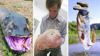 Unwind with Amazing Fishing Videos: Catching Seafood, Fish, Crab, Octopus | ASMR Relaxing #22