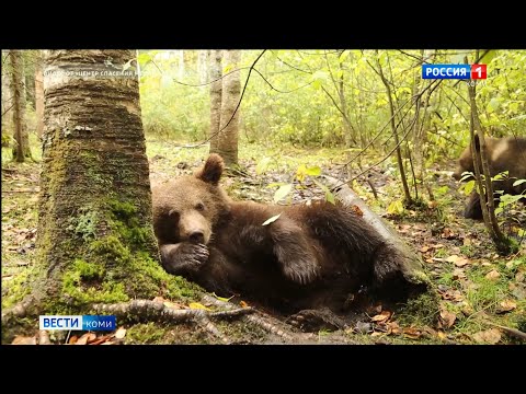 Медвежонок Михаил Андреевич возвращается в Коми