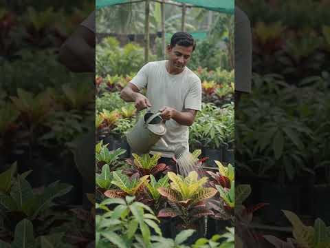 Pata Bahar nursery farming
