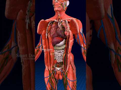 The Hidden Is More Immense | Anatomy ✨