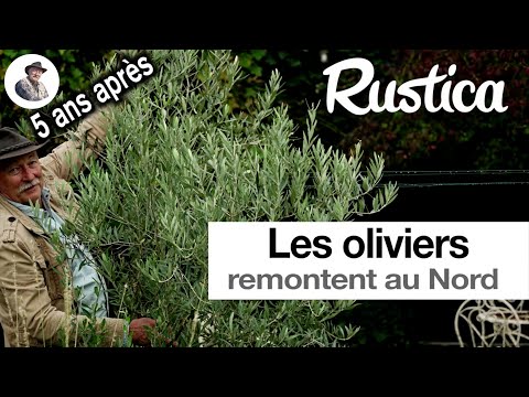 Un olivier dans le Nord de la France