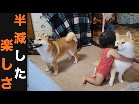 夫婦の凡ミスで、折角の観光も全然楽しめなかった１歳児と柴犬たち