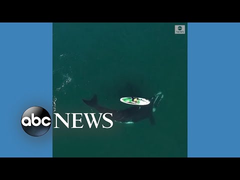 Whale swims right up to and under paddleboarder