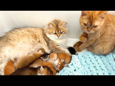 Two cat moms decided to team up and raise kittens together