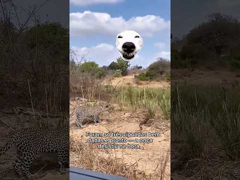 Bicho dá chicotada tão forte que nem onça 🐆 aguenta #sítiovidapacata