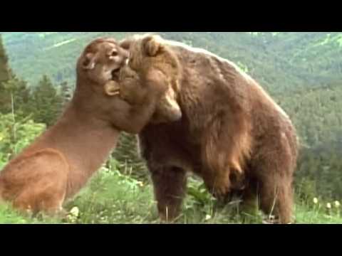 When Animals Messed With The Wrong Opponent