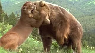 When Animals Messed With The Wrong Opponent