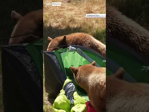 Bears destroy mock campsite at Oakland Zoo in California