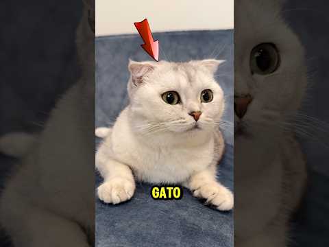 Miren, esta chica se levantó mientras su gato dormía y fue al baño