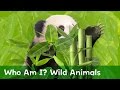 Animal Imitation and Characteristics