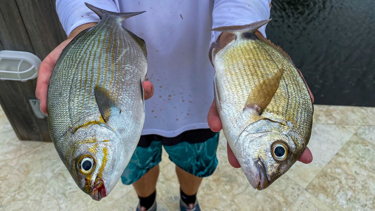 2 Fish NOBODY Eats! Catch Clean Cook- TRASH Fish Taste test- (Bermuda Chub+ Spot tail Pinfish)