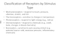 Sensory Receptors and Their Functions