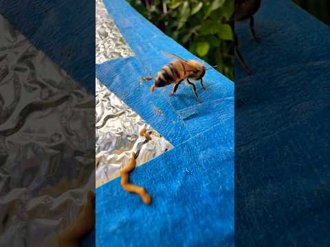 Why Do Bees Pass Honey Mouth to Mouth?