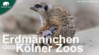 Erdmännchen des Kölner Zoos