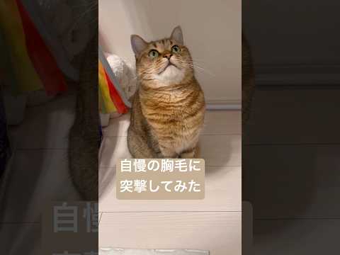 猫の動画サムネイル - 換毛期の終了間際でもふもふ度が限界突破してる猫の胸に飛び込んでみた　#shorts