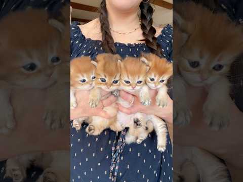 Mango & Oj’s litter 💜 #sacramento #california #kitten #cuteanimals