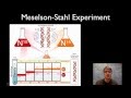 Understanding the Meselson-Stahl Experiment
