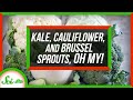 Understanding the Diversity of Brassica oleracea