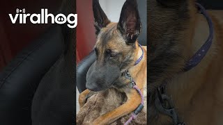 Did Someone Try to Eat a Bee? || ViralHog