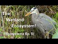 Exploring the Wetland Ecosystem