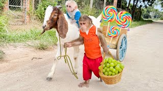 Monkey Cutis takes Goat and Baby monkey out for ride! The amazing adventure begins!🐒🐐