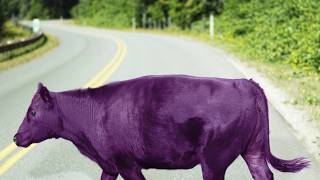 purple cow time