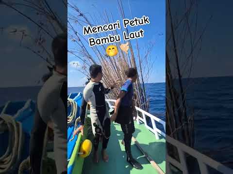 Bambu Laut Termahal Jika ada Petuknya 🤙🏻🤣 #nelayan #rumponbambu #bambupetuk #bambuunik #spearfishing
