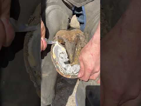 Cleaning out a horses sole (hoof trimming) #farrier #horse