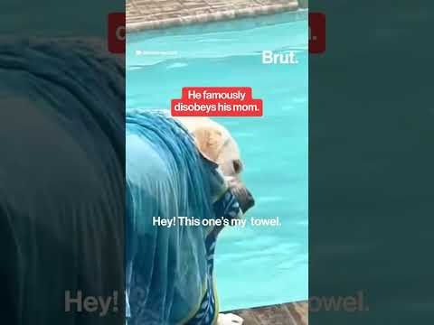 Buster the Disobedient Lab
