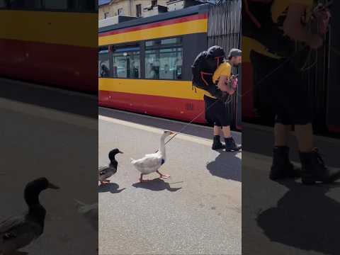 🤣ТЕПЕРЬ ТЫ ТОЧНО ВИДЕЛ ВСЕ🤣 #гусь #питомцы #funnyvideo