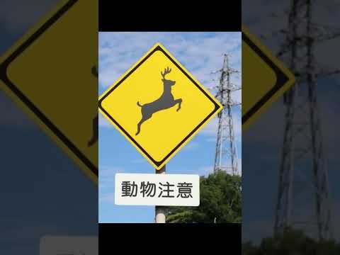 道路標識たちが踊りだす #shorts  #ドライビングスクール #安全運転#免許#交通ルール #ai