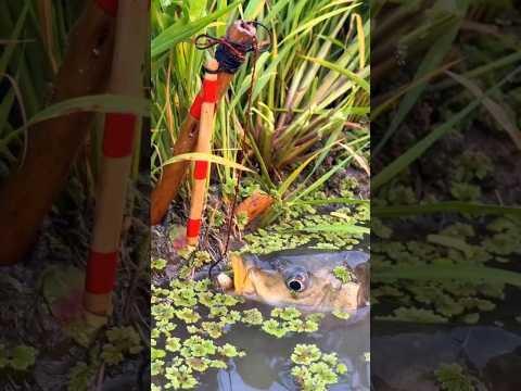 cận cảnh cá chép ăn mồi rất khó chịu #fishing #short #cauca