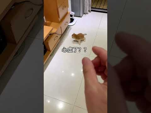 Bad guy kitten has been arrested, recording the cat's daily life, the cat's diary, the cat's for