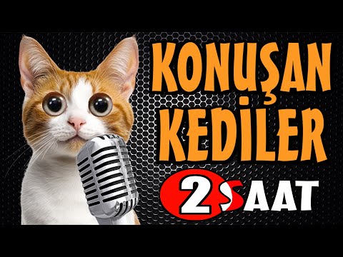 Konuşan Kediler Bayram Özel - En Komik Kedi Videoları
