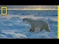 Arctic Wildlife and Climate Dynamics