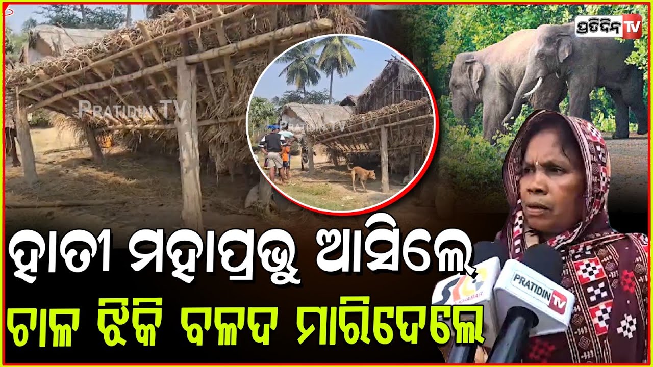 ଥମୁନି ବଣୁଆ ହାତୀପଲଙ୍କ ଉପଦ୍ରବ, ଗୁହାଳ ଭାଙ୍ଗି ବଳଦକୁ ଟାଣିନେଇ ମାରିଦେଲେ। Elephant attack in ganjam