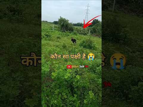 कौन सा पक्षी है 🤐//fun sub//#trending #funny #labrador #dog #animals
