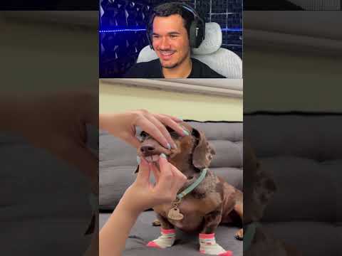RENTE NÃO RIR 154 KKKKK #memes #react #humor