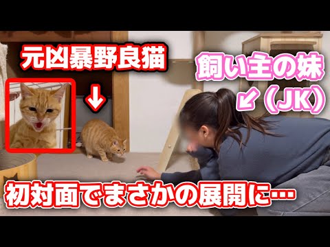 保護した子猫と妹を会わせてみたらまさかの反応でした…