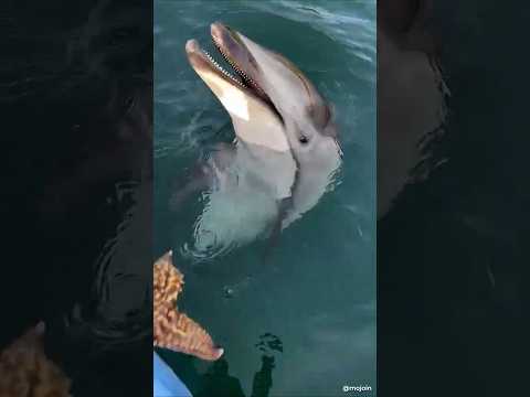 Dolphin Saves Turtle #shorts #animals