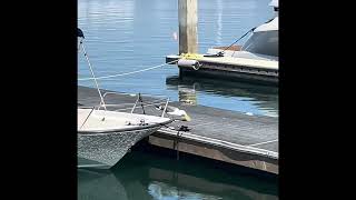 The Bird & The Boat