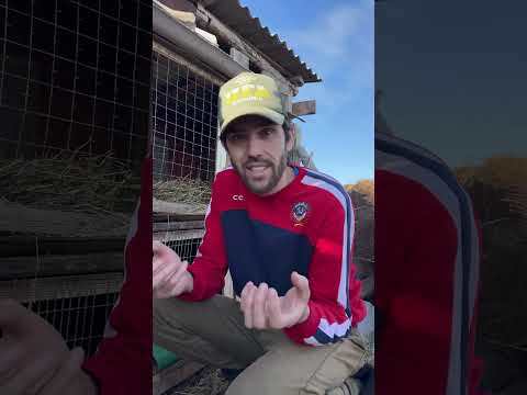 Вы не поверите, сколько крольчат в одном окроле☺️ Телега AIDARQO