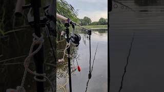 Angeln am See #fishing #pesca #outdoors #nature #fish #carp #fishinglife #釣り#pesca #carp #vlog