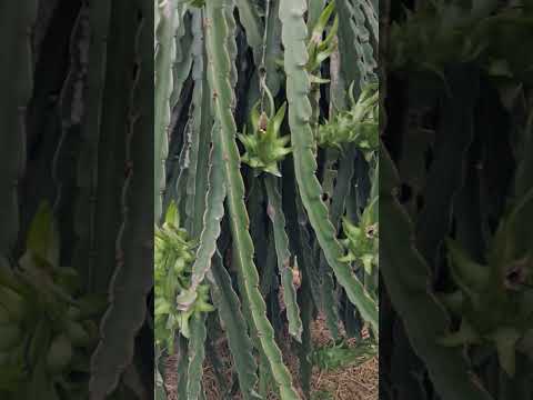 rằm tháng 7/2025/.anh giá có lên nổi không #thanh vlog 2271.