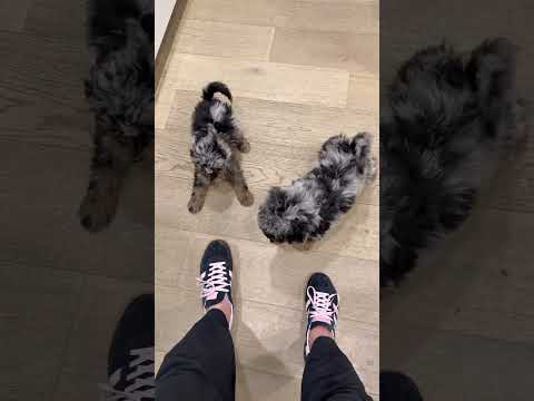 Puppies and momma playing in the kitchen :-) they love shoelaces