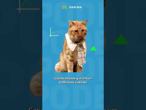 Fundo de investimento explicado com gatinhos 😼