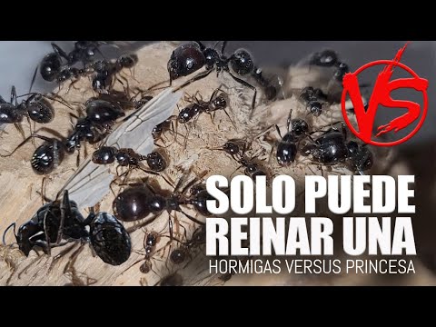 La Hormiga Reina ordena MATAR a la Princesa - SOLO PUEDE REINAR UNA - Hormigas versus Princesa